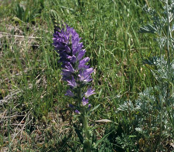 Campanule en épi © Daniel Roche - Parc national des Ecrins