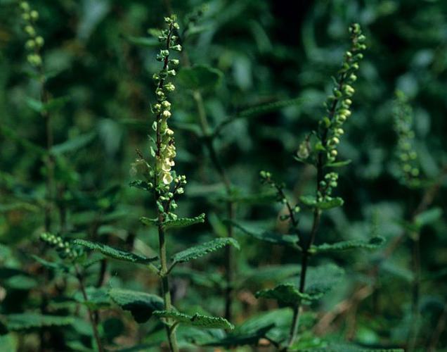 Germandrée, Sauge des bois, Germandrée Scorodoine © Bernard Nicollet - Parc national des Ecrins