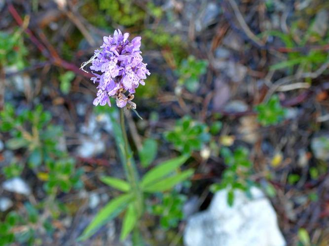 Orchis de Fuchs © Victor Zugmeyer - Parc national des Ecrins