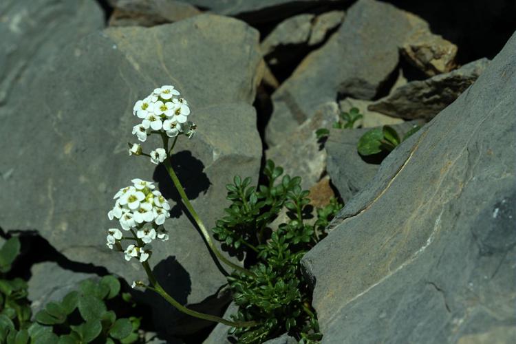 Hornungie des pierres, Hutchinsie des pierres © Cédric Dentant - Parc national des Ecrins