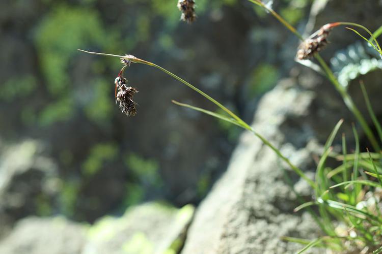 Luzule en épis © Cédric Dentant - Parc national des Ecrins