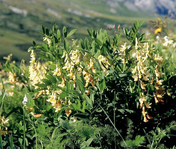 Gesse de l'Occident, Gesse jaune © Bernard Nicollet - Parc national des Ecrins