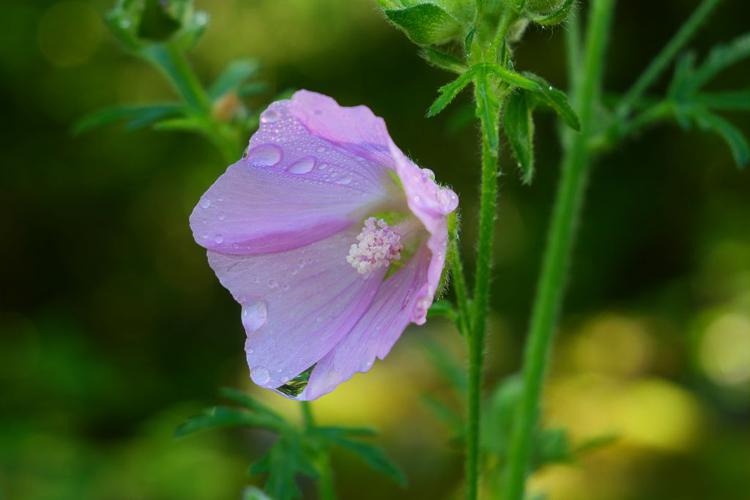 Mauve alcée © Marie-Geneviève Nicolas - Parc national des Ecrins