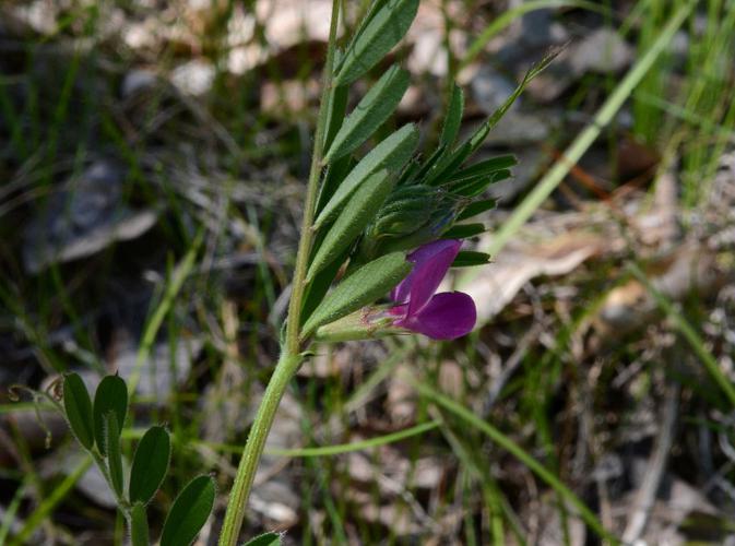 Vesce cultivée, Poisette © Bernard Nicollet - Parc national des Ecrins