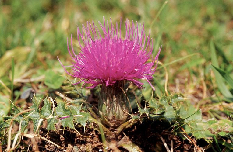 Cirse sans tige © Parc national des Ecrins