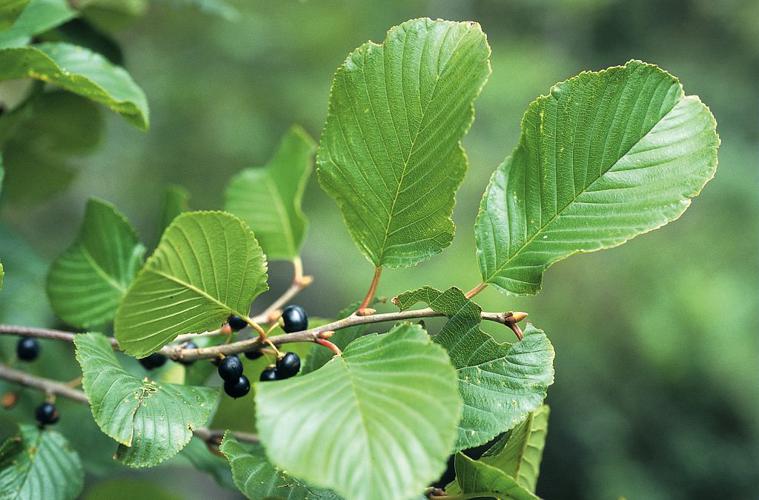 Nerprun des Alpes - fruits © Bernard Nicollet - Parc national des Ecrins