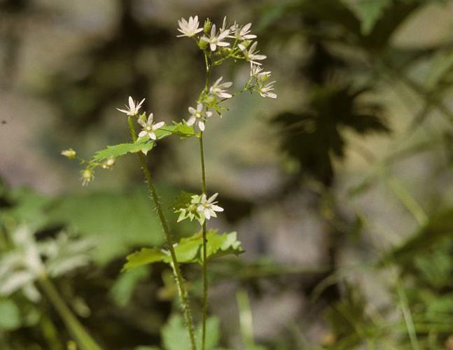 Saxifrage à feuilles rondes © Bernard Nicollet - Parc national des Ecrins