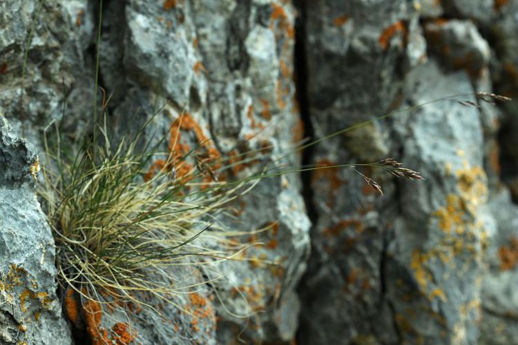 Fétuque à quatre fleurs © Cédric Dentant - Parc national des Ecrins