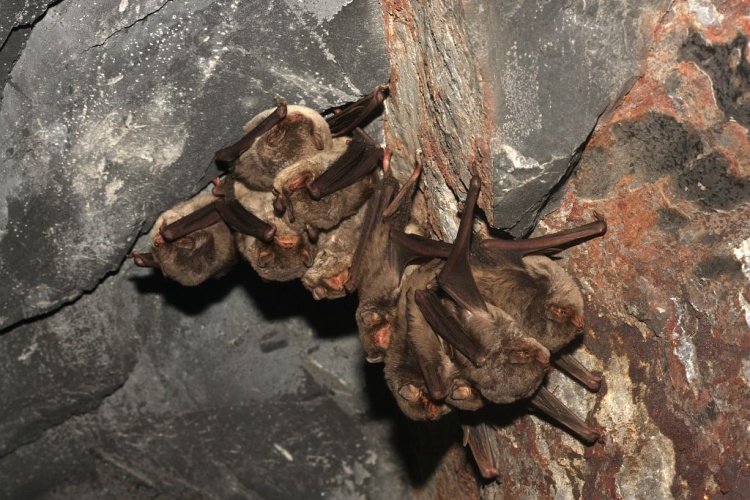 Minioptère de Schreibers © Marc Corail - Parc national des Ecrins