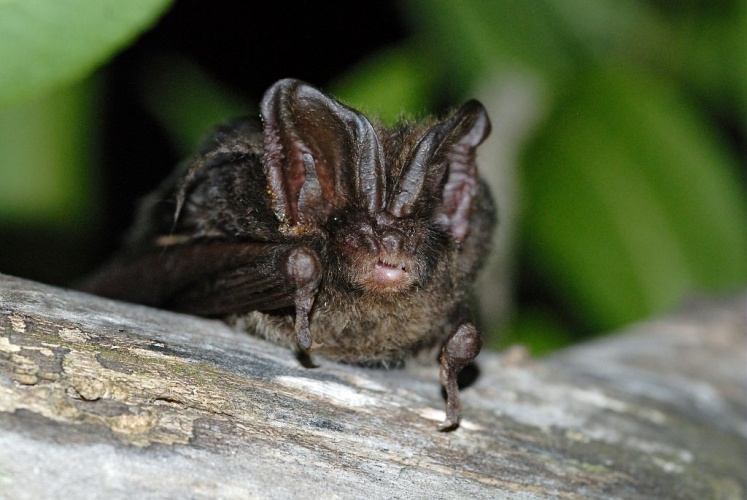 Barbastelle d'Europe, Barbastelle © Mireille Coulon - Parc national des Ecrins