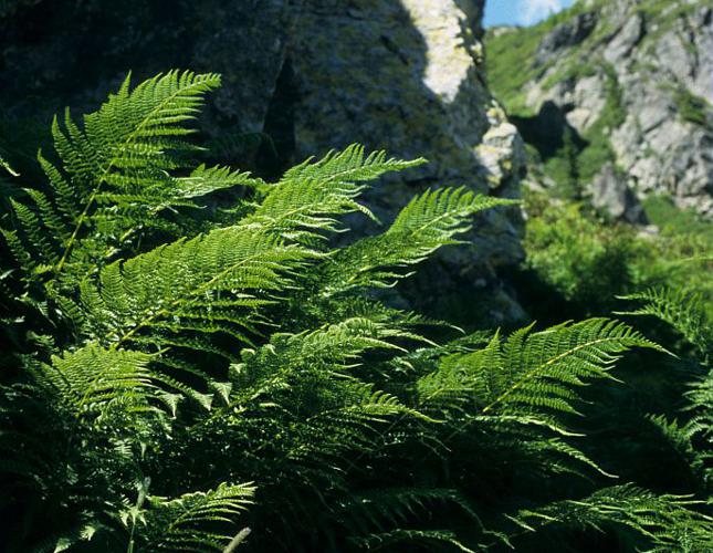 Fougère femelle, Polypode femelle © Bernard Nicollet - Parc national des Ecrins