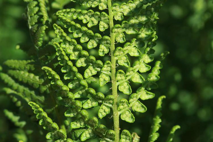 Dryoptéris de Villars, Dryoptéris rigide © Cédric Dentant - Parc national des Ecrins