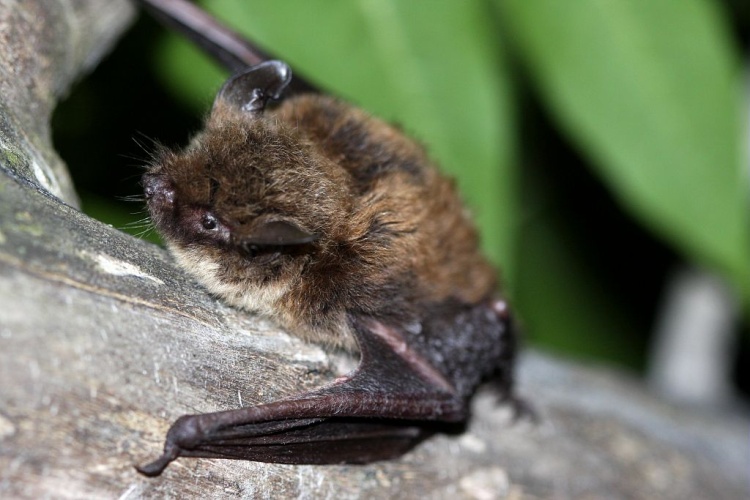 Murin à moustaches, Vespertilion à moustaches © Marc Corail - Parc national des Ecrins