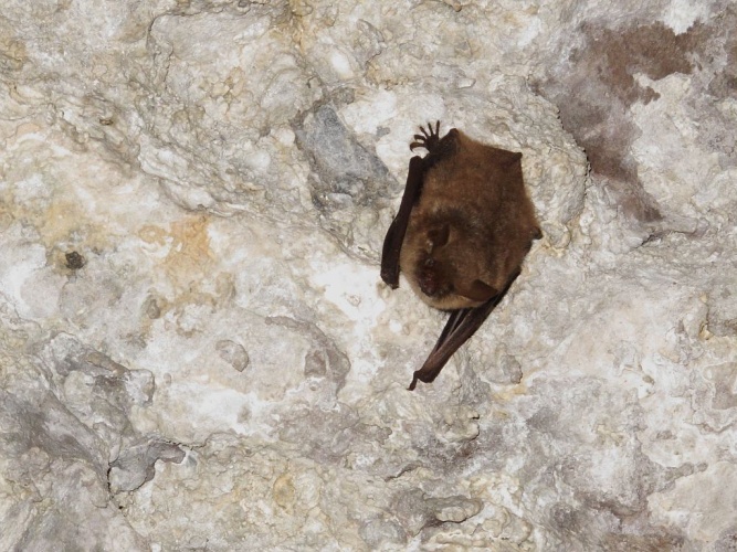 Murin à oreilles échancrées, Vespertilion à oreilles échancrées © Marc Corail - Parc national des Ecrins