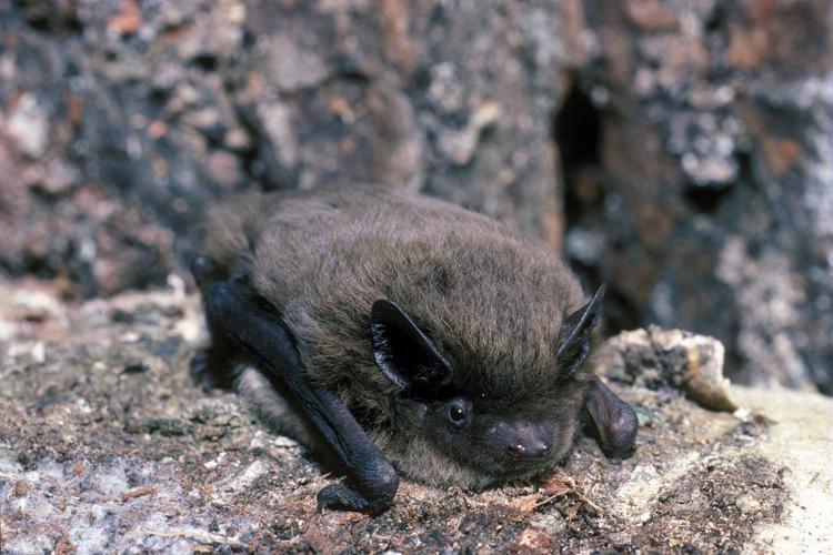 Pipistrelle de Nathusius © François Schwaab