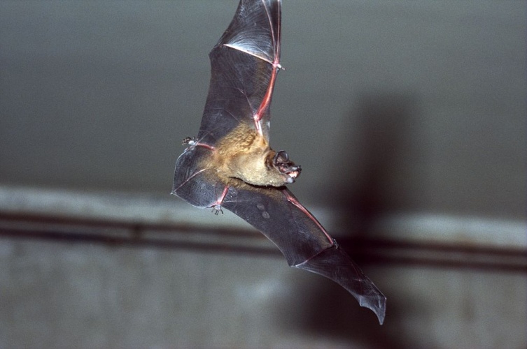 Noctule commune © François Schwaab