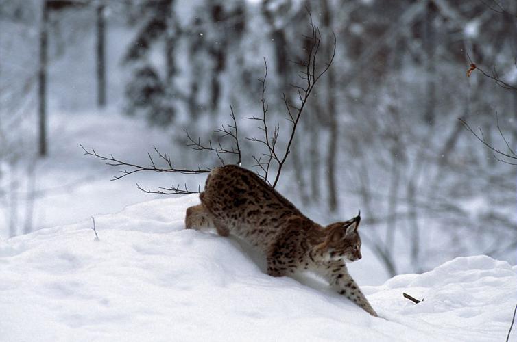 Lynx boréal © Robert Chevalier - Parc national des Ecrins