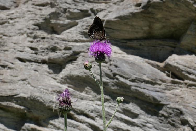 Cirse bulbeux © Marie-Geneviève Nicolas - Parc national des Ecrins