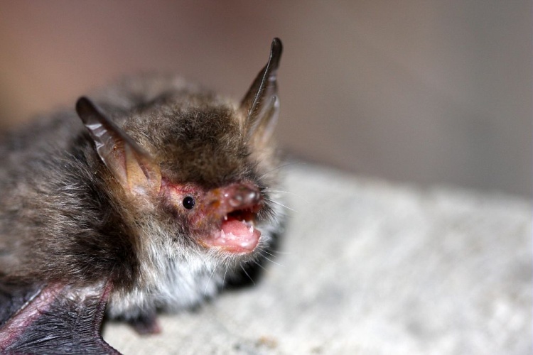 Murin de Natterer, Vespertilion de Natterer © Marc Corail - Parc national des Ecrins