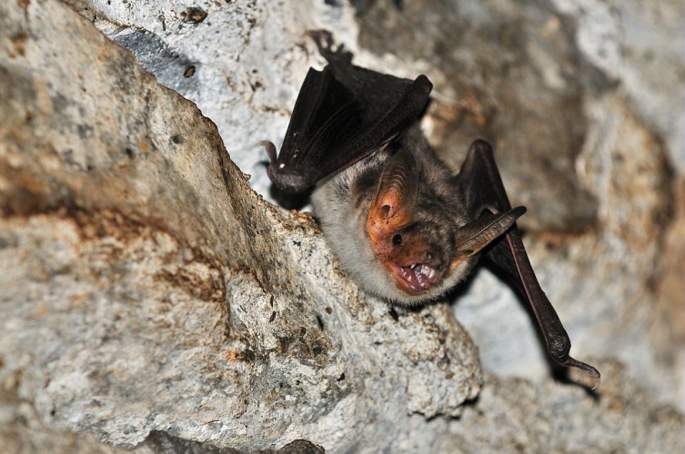 Grand Murin © Mireille Coulon - Parc national des Ecrins