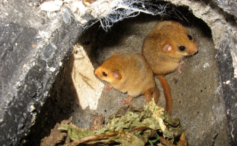 Deux muscardins occupent un gîte à chiroptères © Samy Jendoubi - Parc national des Ecrins