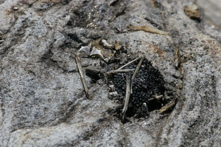 Putois d'Europe, Furet - Epreinte © Marc Corail - Parc national des Ecrins