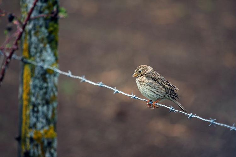 Bruant proyer dans le Champsaur © Marc Corail - Parc national des Ecrins