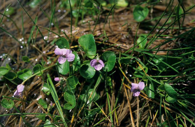 Violette des marais © Bernard Nicollet - Parc national des Ecrins