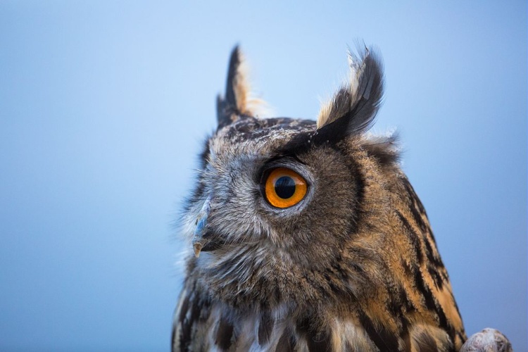 Grand-duc d'Europe - (lors d'un relâché par Michel Phisel du centre de soin de la faune sauvage) © Pascal Saulay - Parc national des Ecrins