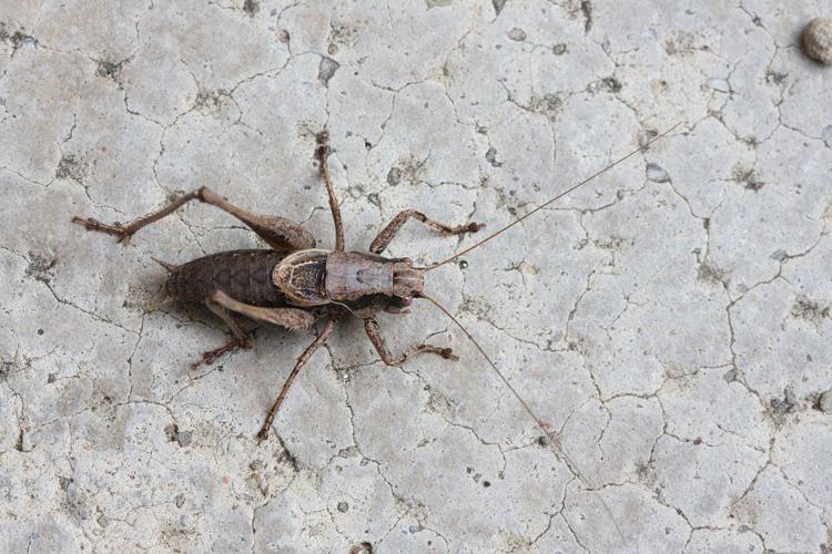 Decticelle cendrée, Ptérolèpe aptère © Marc Corail - Parc national des Ecrins