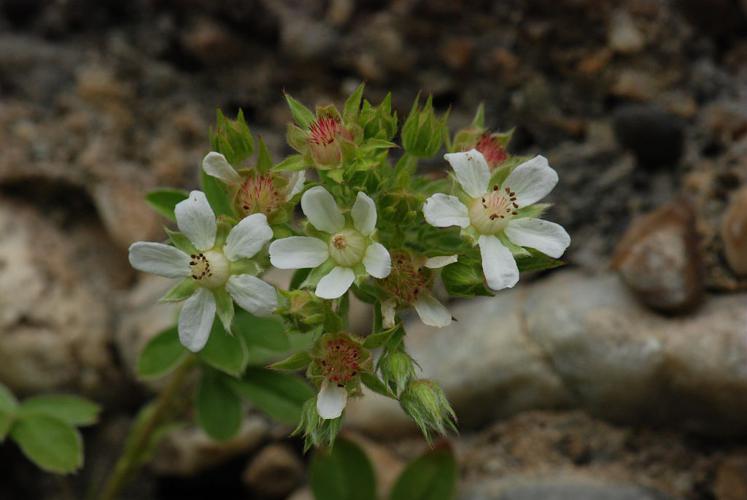 Potentille à tige courte, Potentille à tiges courtes © Bernard Nicollet - Parc national des Ecrins