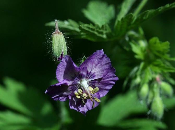 Géranium brun © Cédric Dentant - Parc national des Ecrins