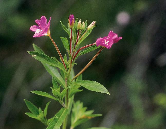 Épilobe hérissé, Épilobe hirsute © Bernard Nicollet - Parc national des Ecrins