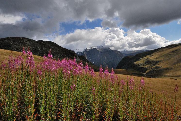 Épilobe en épi, Laurier de saint Antoine © Mireille Coulon - Parc national des Ecrins