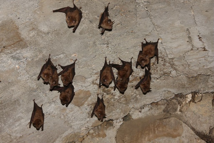 Grand rhinolophe © Marc Corail - Parc national des Ecrins