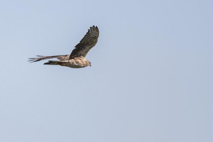 Busard cendré © Pascal Saulay - Parc national des Ecrins