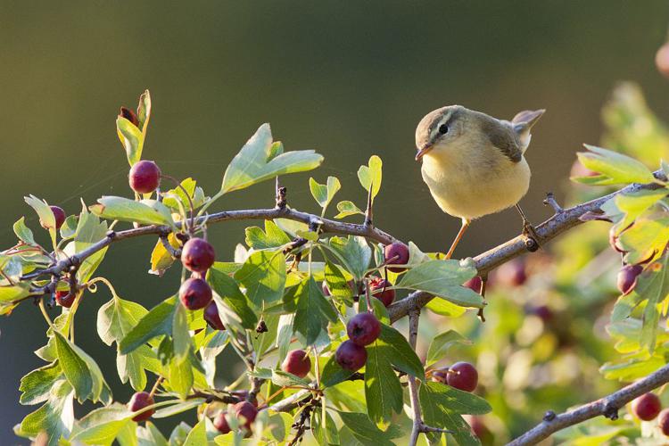 Pouillot fitis © Pascal Saulay - Parc national des Ecrins