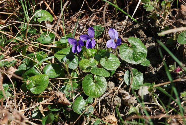 Violette des Pyrénées © Bernard Nicollet - Parc national des Ecrins