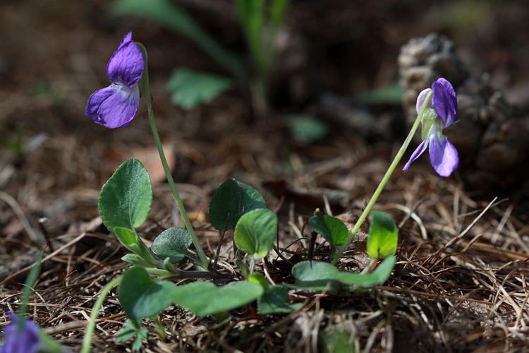 Violette des sables, Violette rupestre, Violette des rochers © Cédric Dentant - Parc national des Ecrins