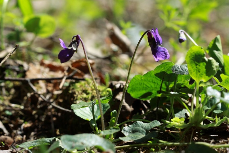 Violette odorante © Cédric Dentant - Parc national des Ecrins