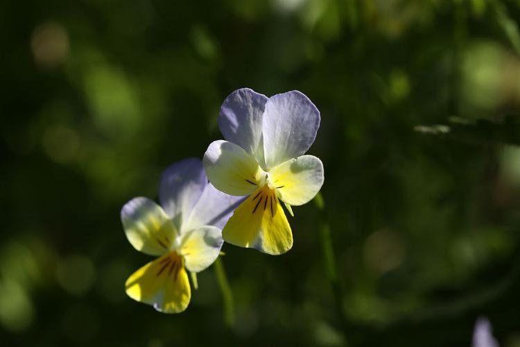 Pensée sauvage, Pensée tricolore © Cédric Dentant - Parc national des Ecrins