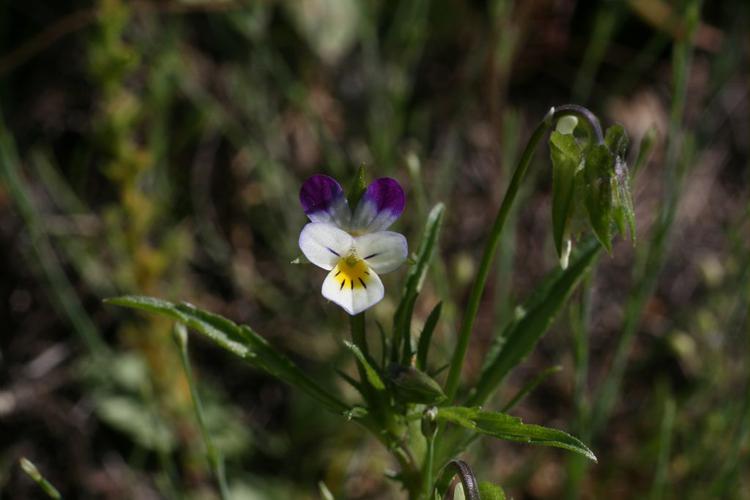 Pensée des champs © Marie-Geneviève Nicolas - Parc national des Ecrins