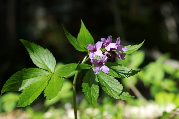 Cresson des bois, Dentaire digitée © Cédric Dentant - Parc national des Ecrins