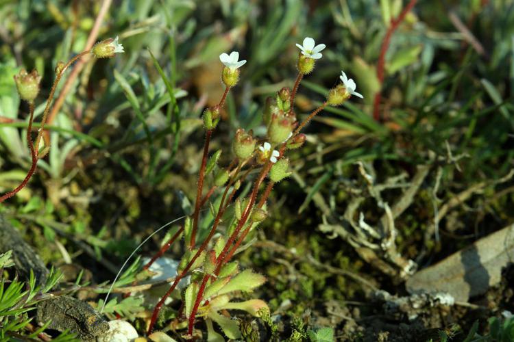 Saxifrage à trois doigts, Petite saxifrage © Cédric Dentant - Parc national des Ecrins