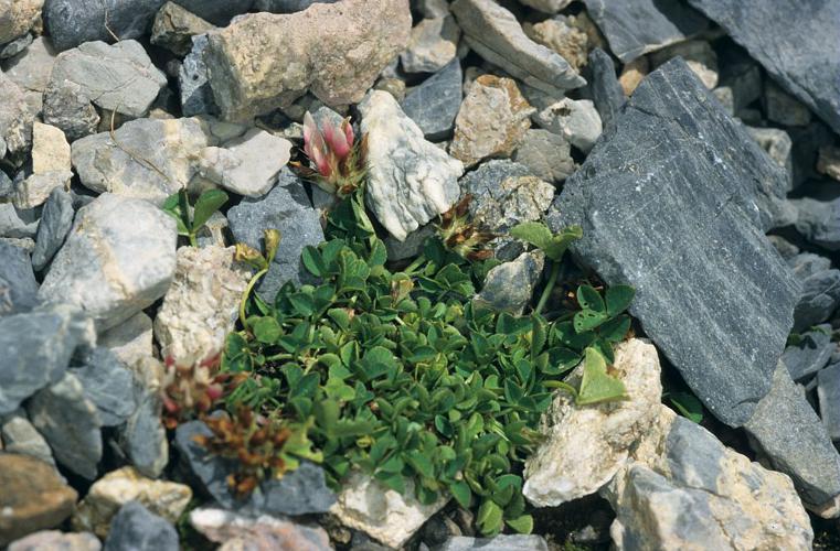 Trèfle de Thal © Bernard Nicollet - Parc national des Ecrins