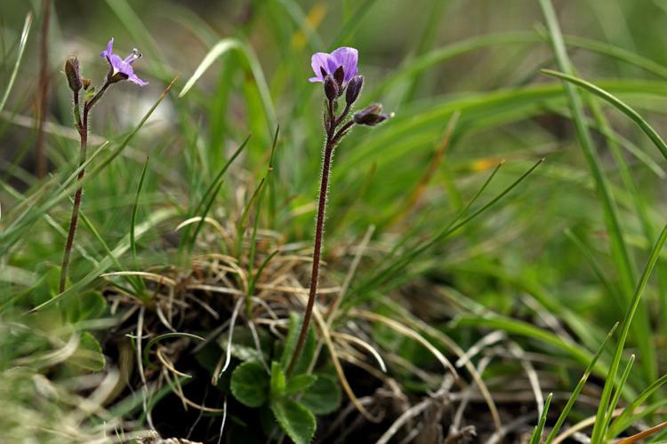 Véronique à tige nue, Véronique aphylle © Cédric Dentant - Parc national des Ecrins