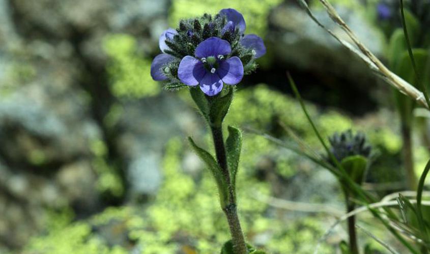 Véronique des Alpes © Cédric Dentant - Parc national des Ecrins