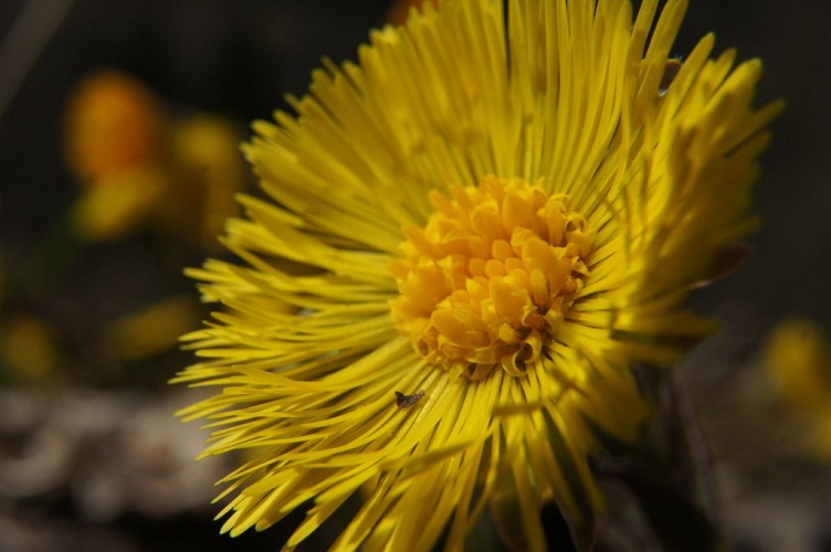 tussilago farfara © Ludovic Imberdis - Parc national des Ecrins