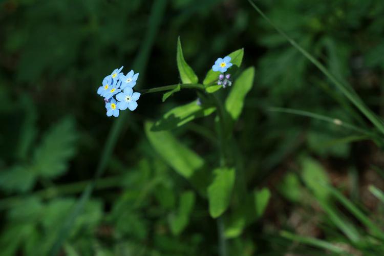 Myosotis retombant, Myosotis étalé © Cédric Dentant - Parc national des Ecrins