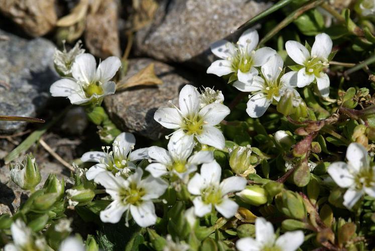 Sabline fausse Moehringie © Cédric Dentant - Parc national des Ecrins